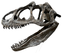 化石・レプリカ