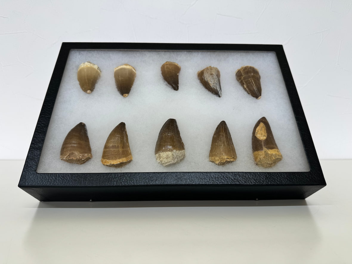 特別出張展示の化石（モササウルス／歯の標本など）