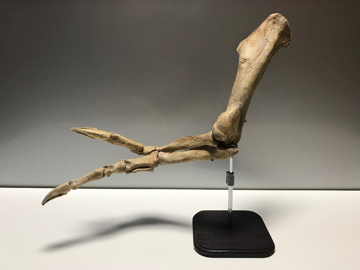 特別出張展示の化石（タルボサウルス／手足の骨格）